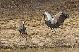 Black Crowned Crane