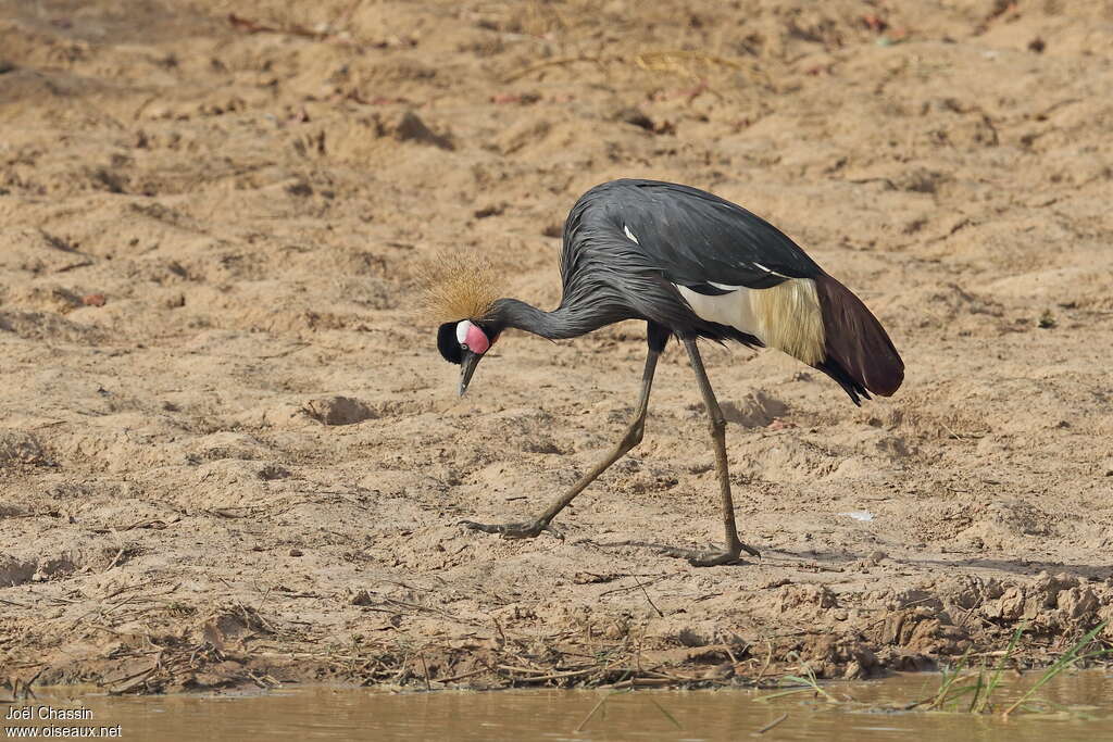 Grue couronnéeadulte, pêche/chasse, Comportement