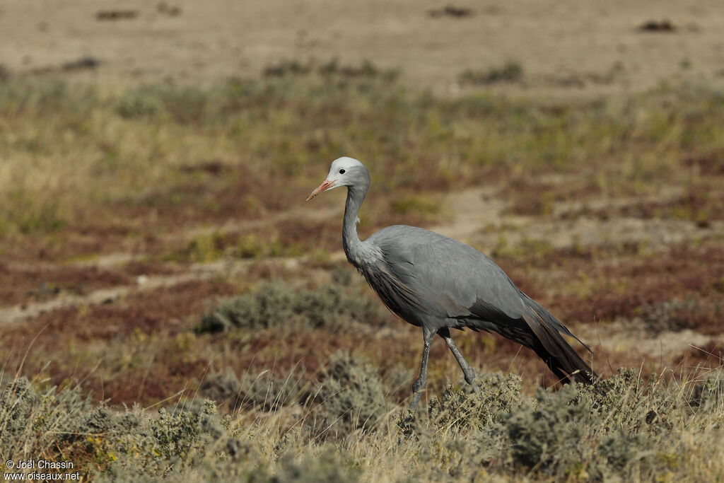 Blue Crane, identification, walking