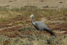 Blue Crane