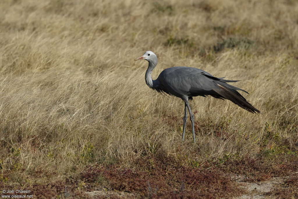 Blue Crane