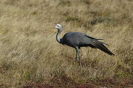 Blue Crane