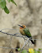 White-fronted Bee-eater