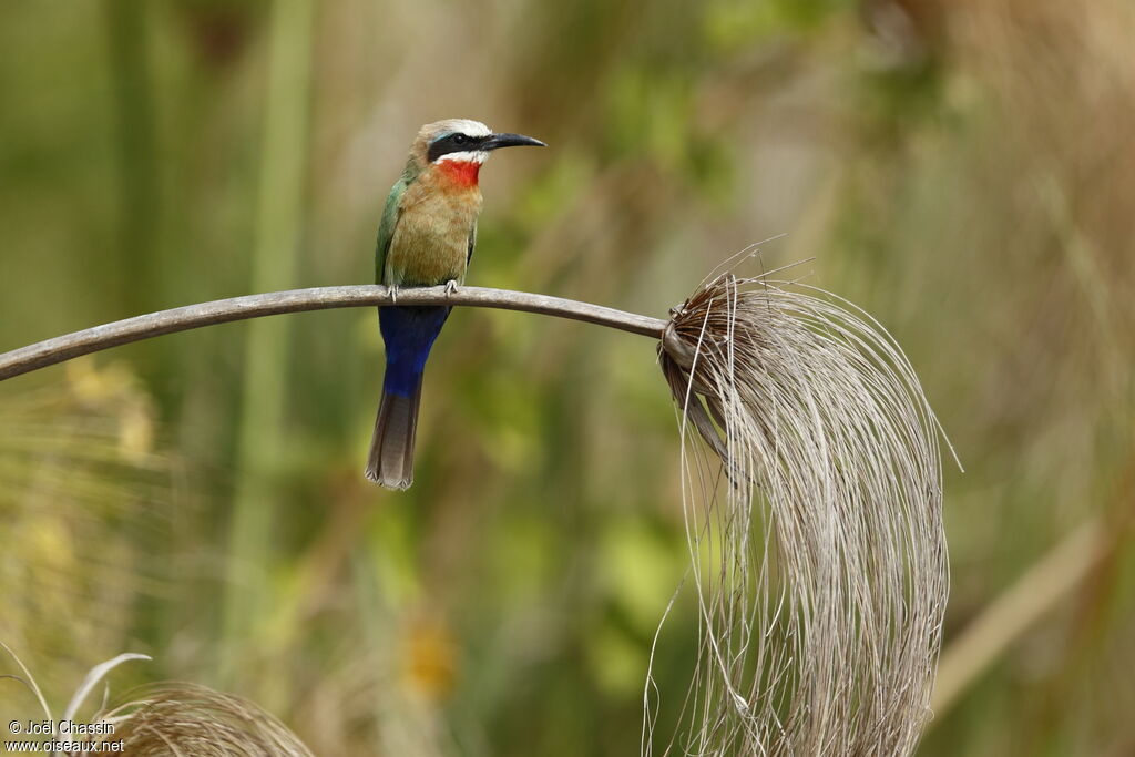 White-fronted Bee-eater, identification