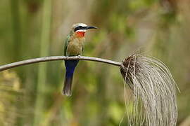 White-fronted Bee-eater