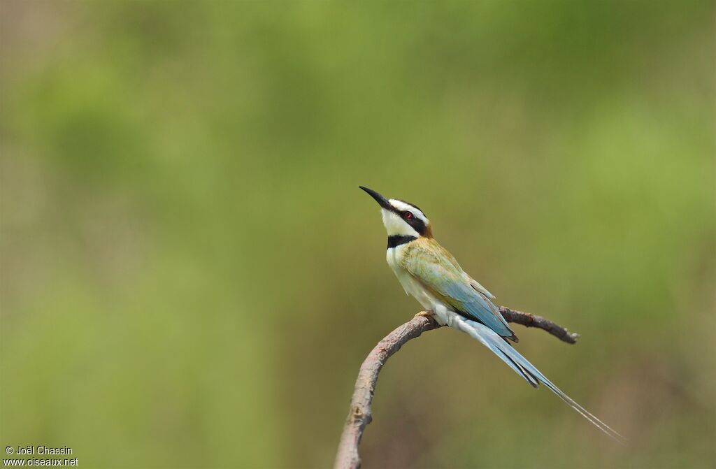 White-throated Bee-eater, identification