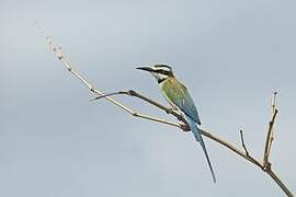 White-throated Bee-eater