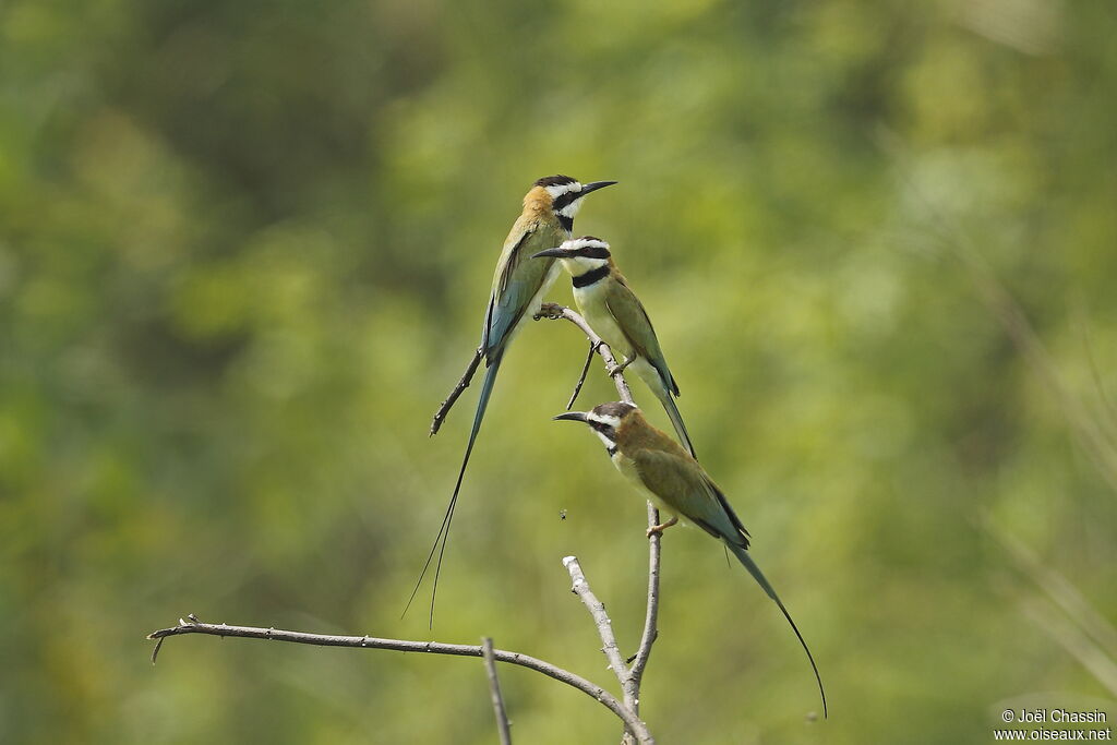 White-throated Bee-eater