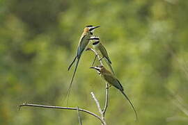 White-throated Bee-eater