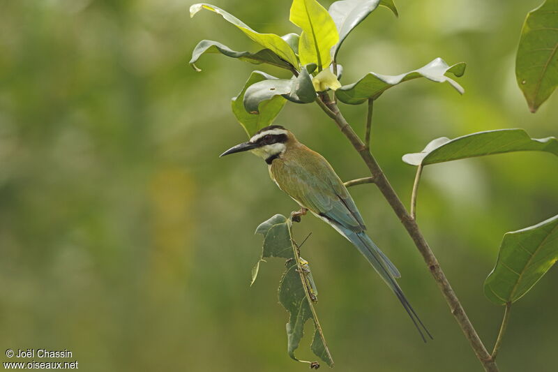 White-throated Bee-eater, identification
