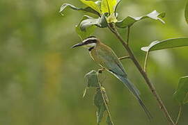 White-throated Bee-eater