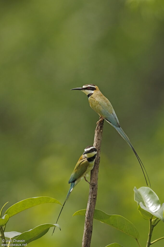 White-throated Bee-eater, identification