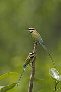 White-throated Bee-eater