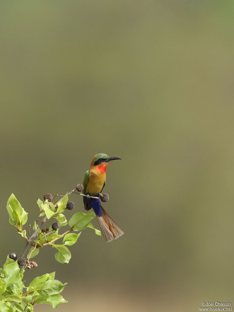 Red-throated Bee-eater, identification