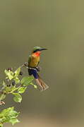 Red-throated Bee-eater