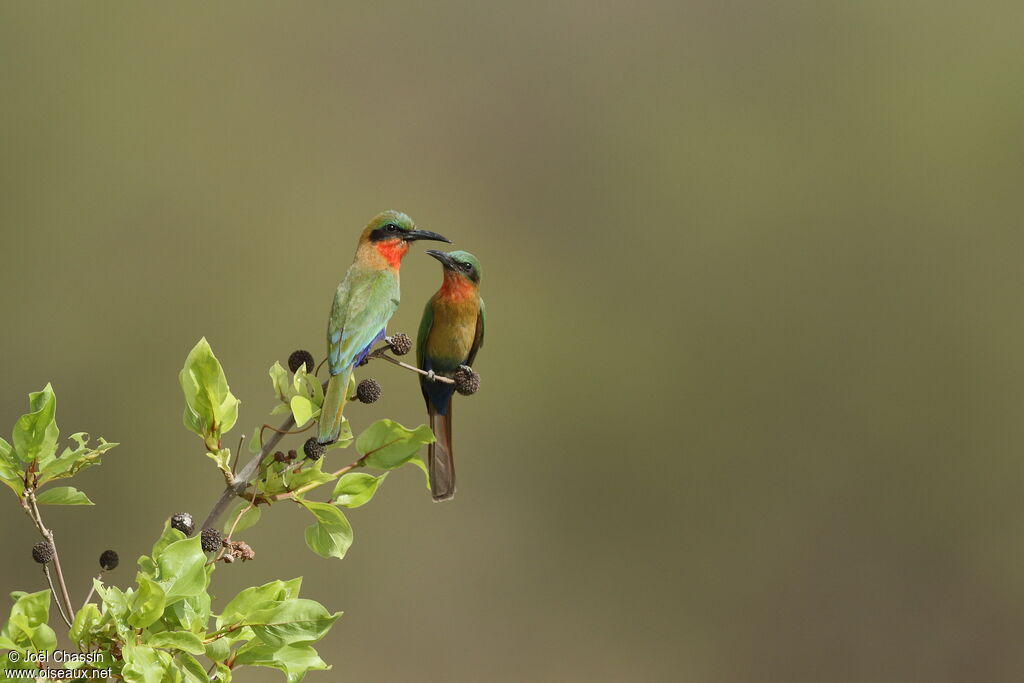 Red-throated Bee-eater, identification