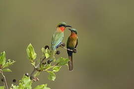 Red-throated Bee-eater