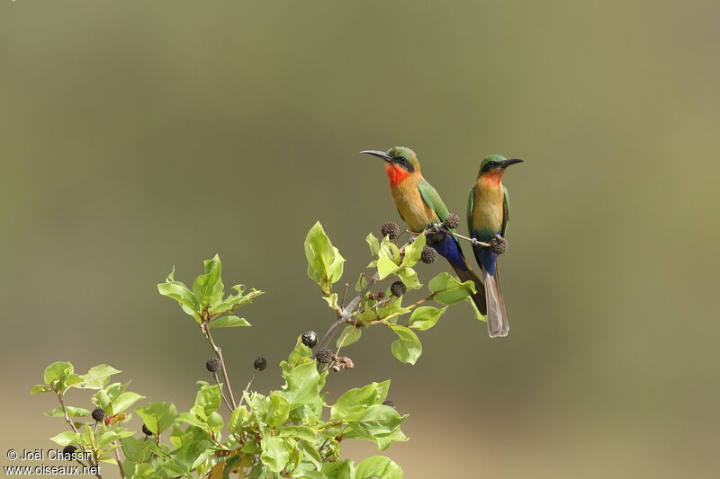 Red-throated Bee-eater, identification