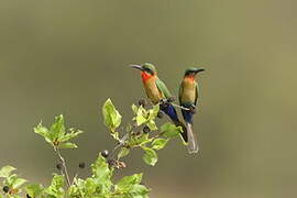 Red-throated Bee-eater