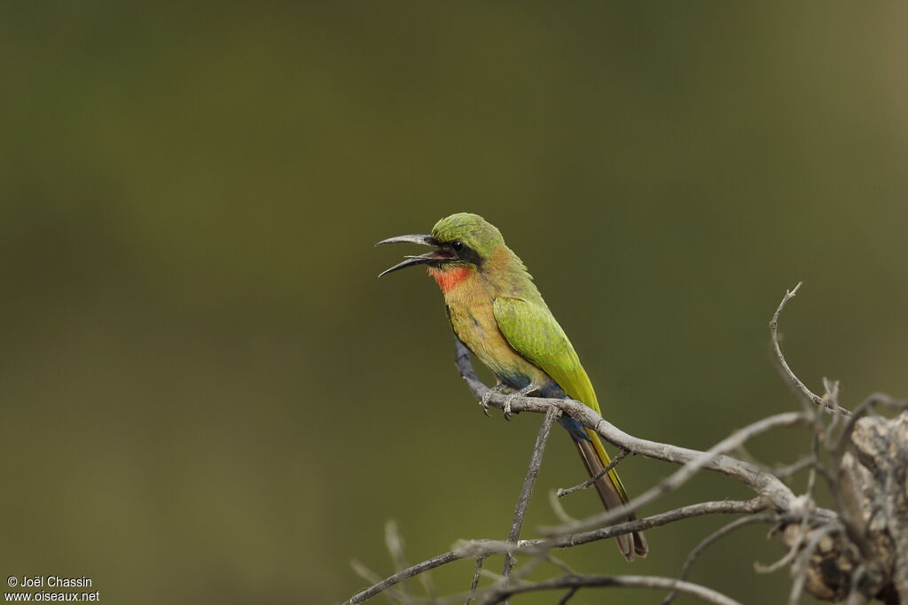 Guêpier à gorge rouge, identification