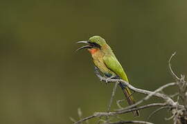 Red-throated Bee-eater