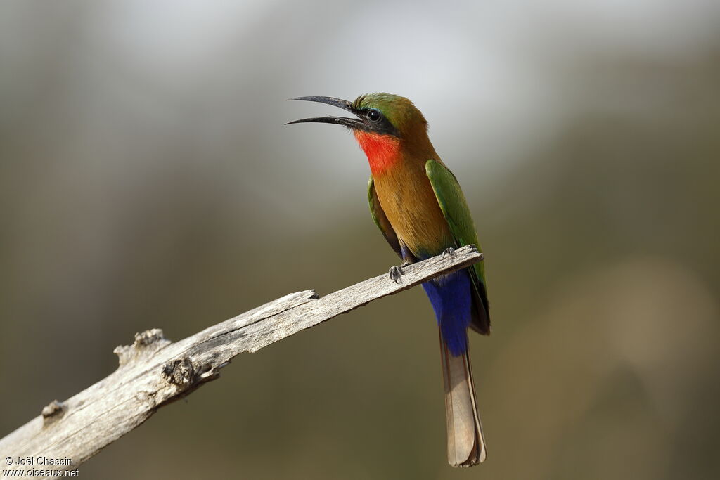 Guêpier à gorge rouge, identification