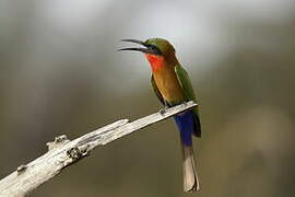 Red-throated Bee-eater