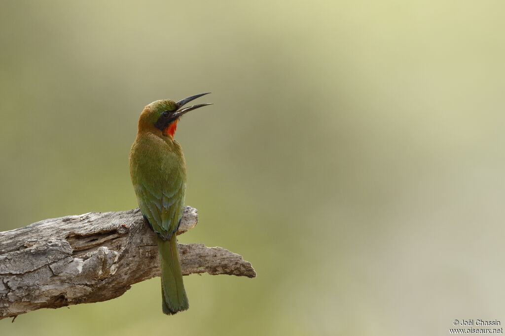 Guêpier à gorge rouge, identification