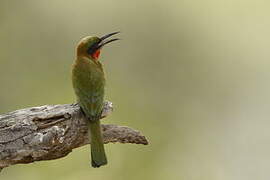 Red-throated Bee-eater