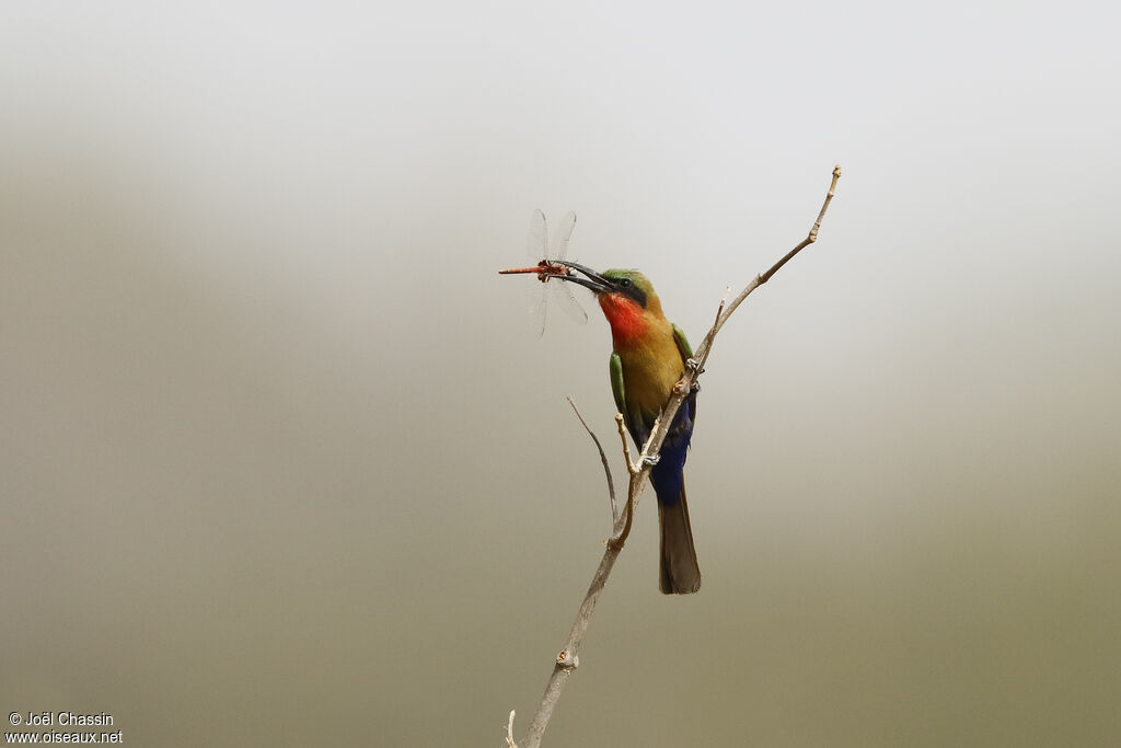 Red-throated Bee-eater, identification