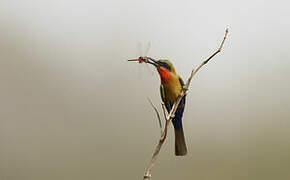 Red-throated Bee-eater