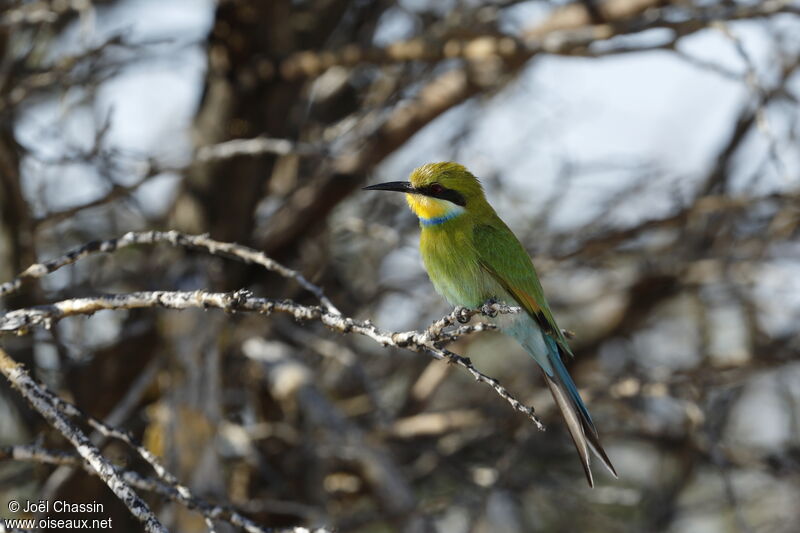 Swallow-tailed Bee-eater, identification, aspect, drinks