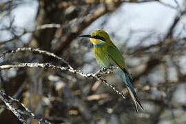 Swallow-tailed Bee-eater