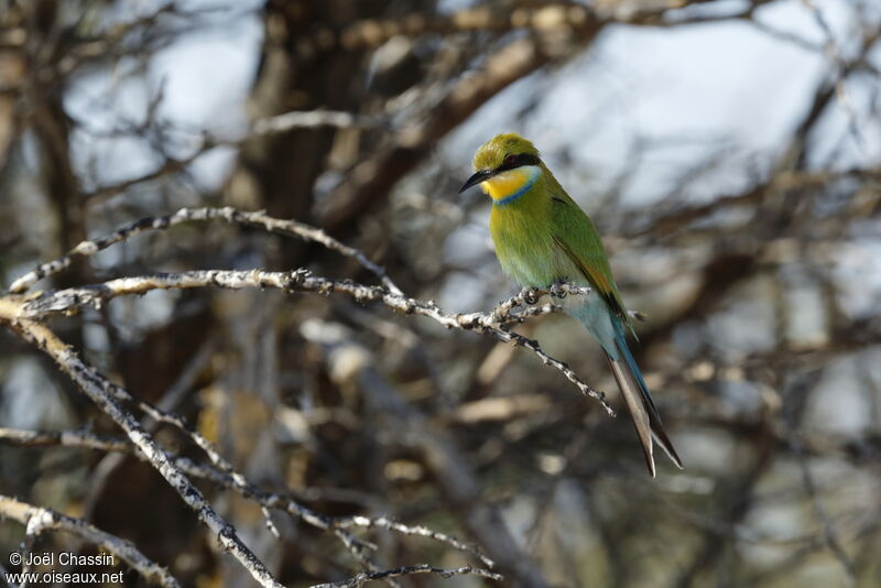 Swallow-tailed Bee-eater, identification