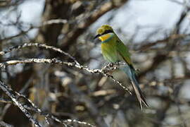 Swallow-tailed Bee-eater