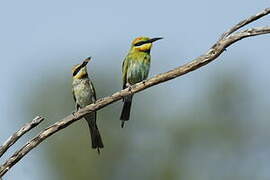 Rainbow Bee-eater