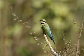 Rainbow Bee-eater