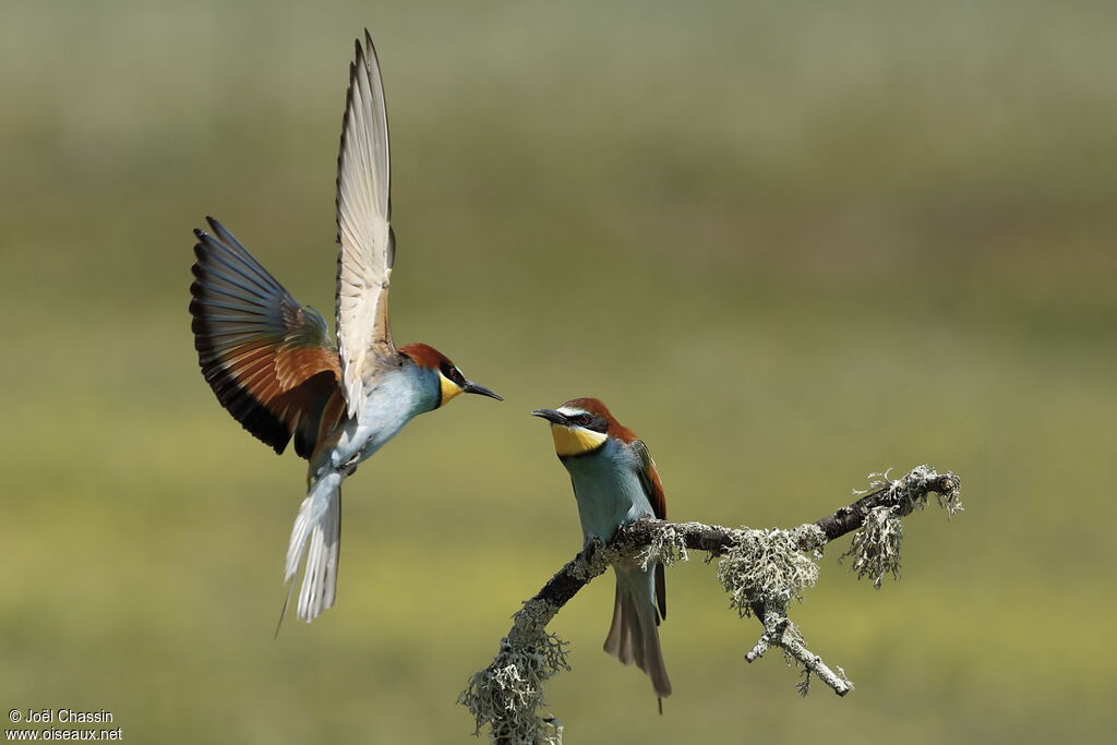 European Bee-eater, Flight