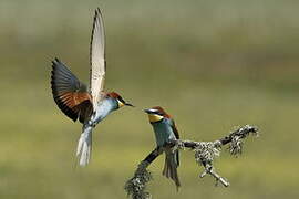 European Bee-eater