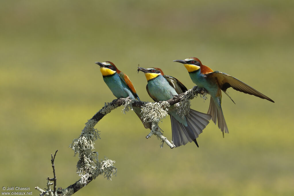 European Bee-eater