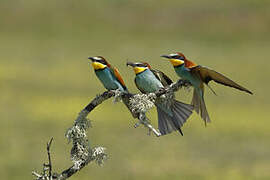 European Bee-eater