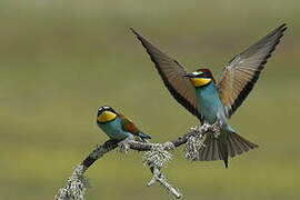 European Bee-eater