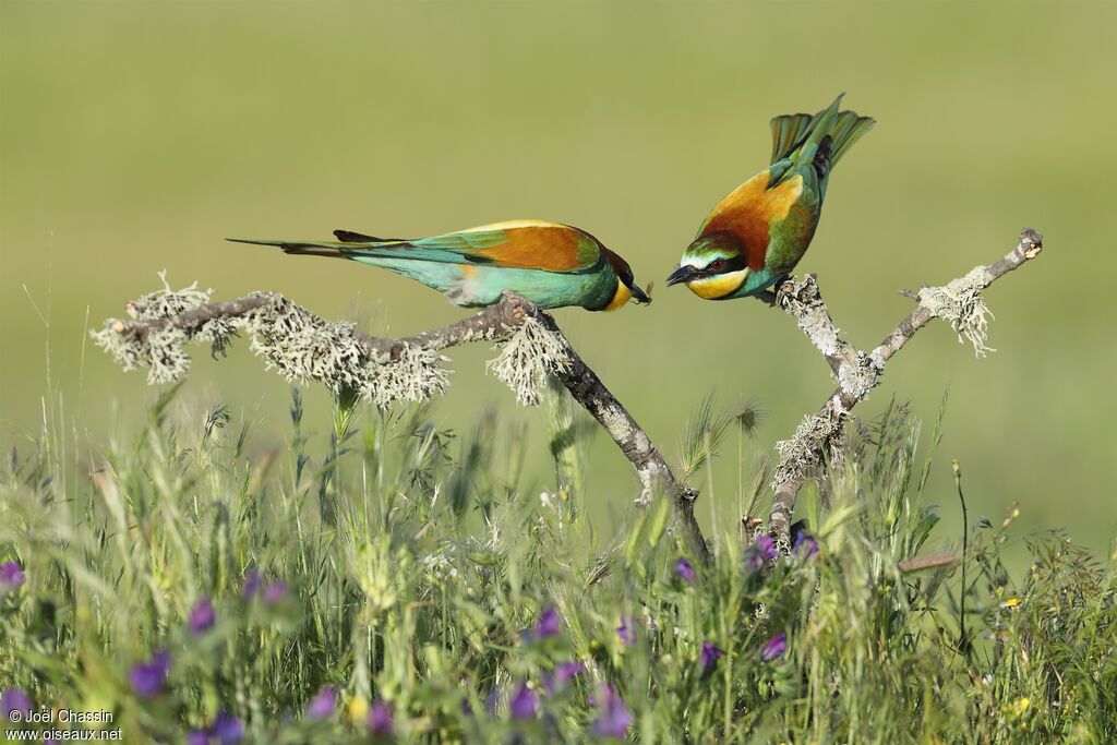 European Bee-eateradult, courting display