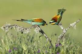 European Bee-eater