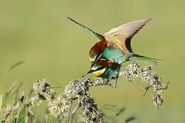 European Bee-eater