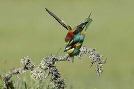 European Bee-eater