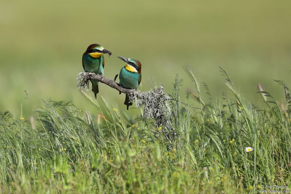 European Bee-eateradult, courting display