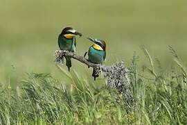 European Bee-eater