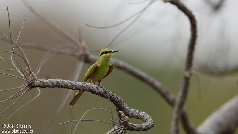 Asian Green Bee-eater, identification