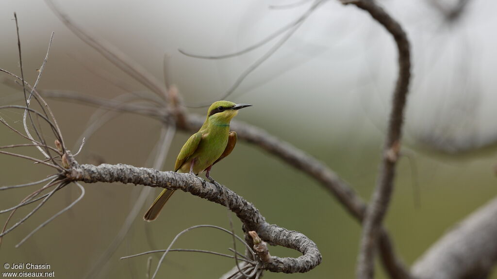 Green Bee-eater, identification